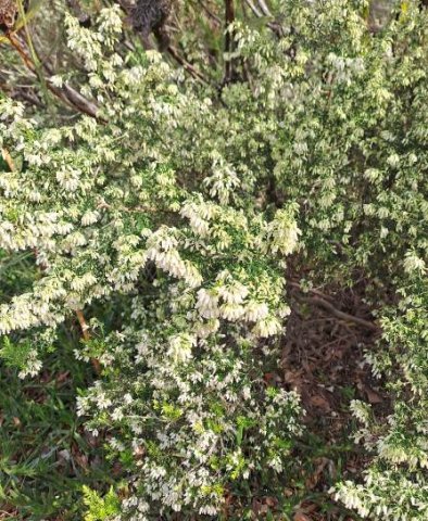 Erica afra abundance